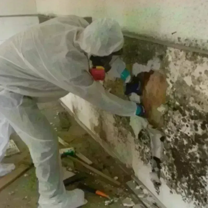 Mold Remediation and Removal in Jacksonville, NC